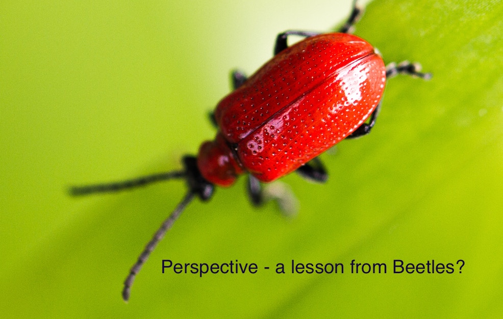 Ahh – Yes!  Perspective from Beetles?